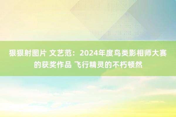 狠狠射图片 文艺范：2024年度鸟类影相师大赛的获奖作品 飞行精灵的不朽顿然